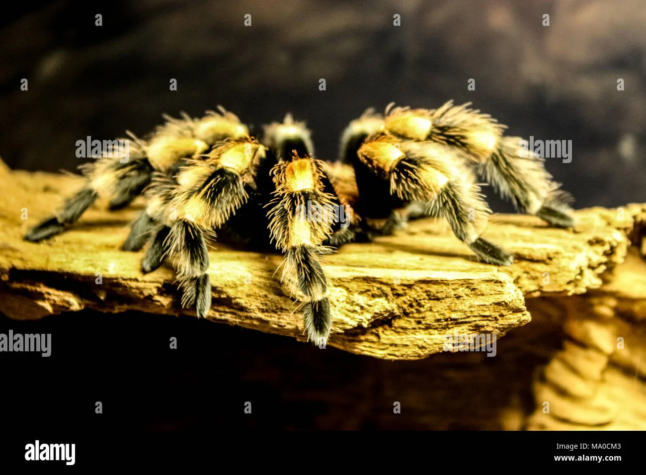 /img/17343-tarantula-species.webp