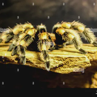 /img/17343-tarantula-species.webp