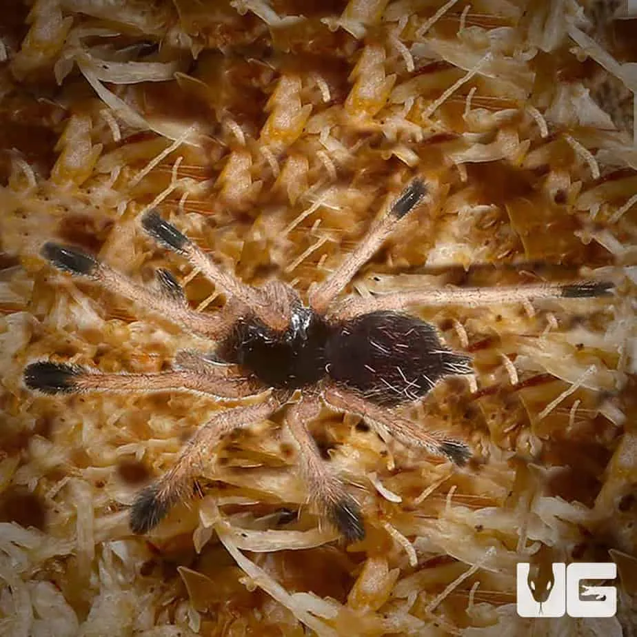 17346 blue tarantula close up