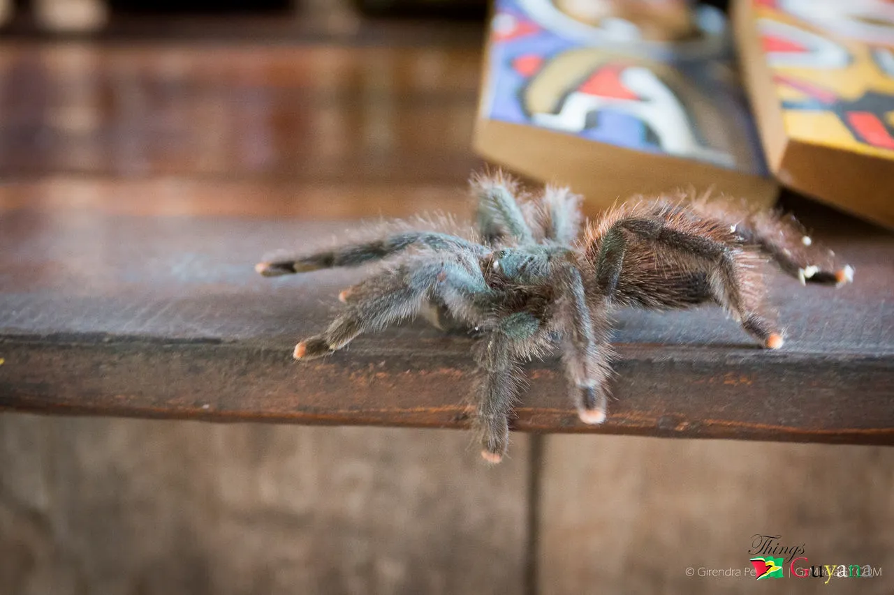 17346 blue tarantula conservation