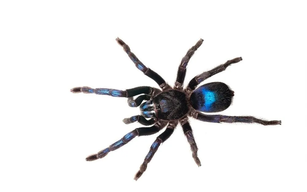17346 blue tarantula feeding