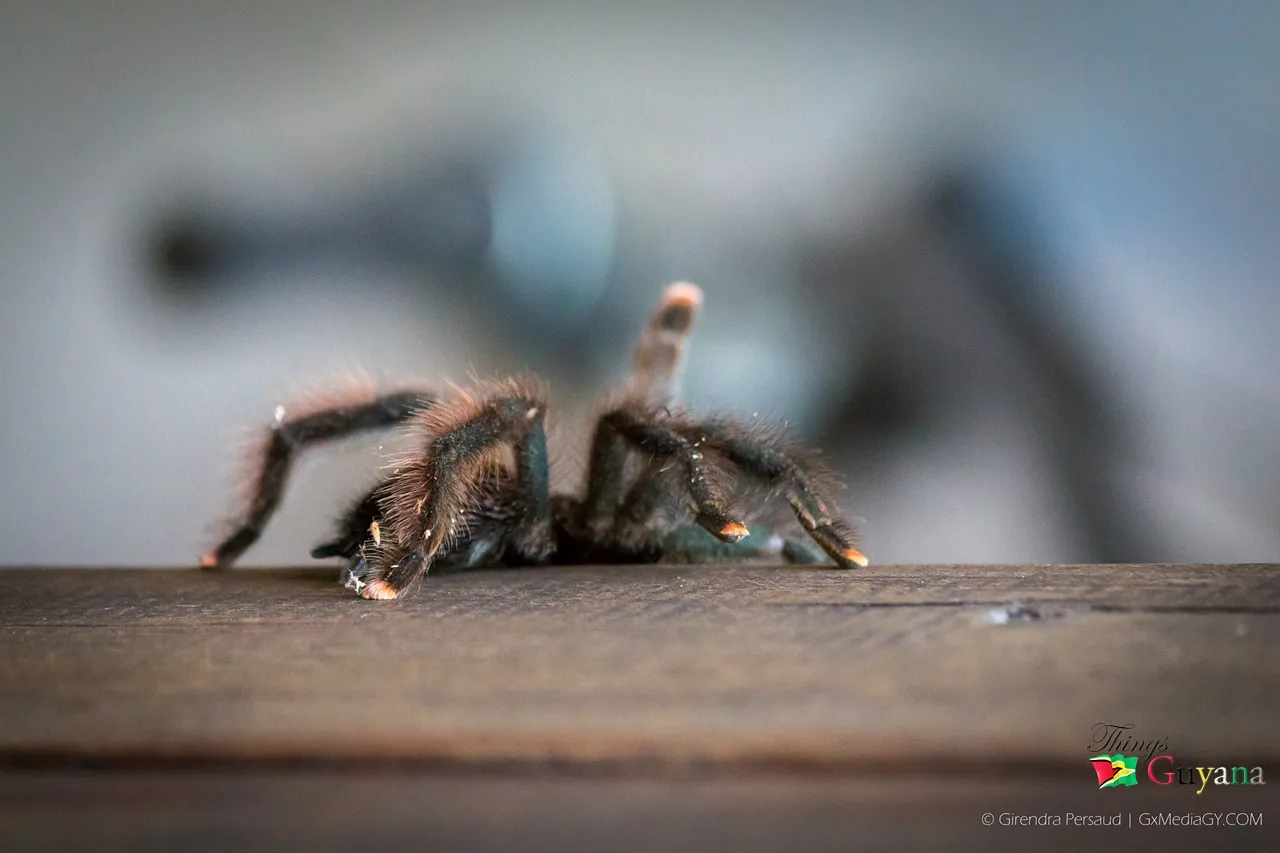 17346 guyana blue tarantula size comparison