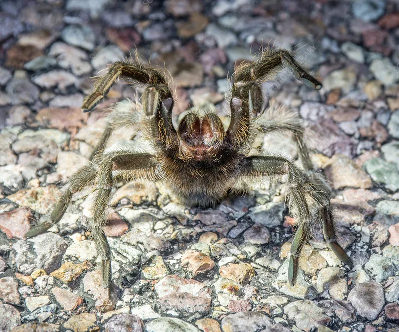 17347 texas tarantula identification