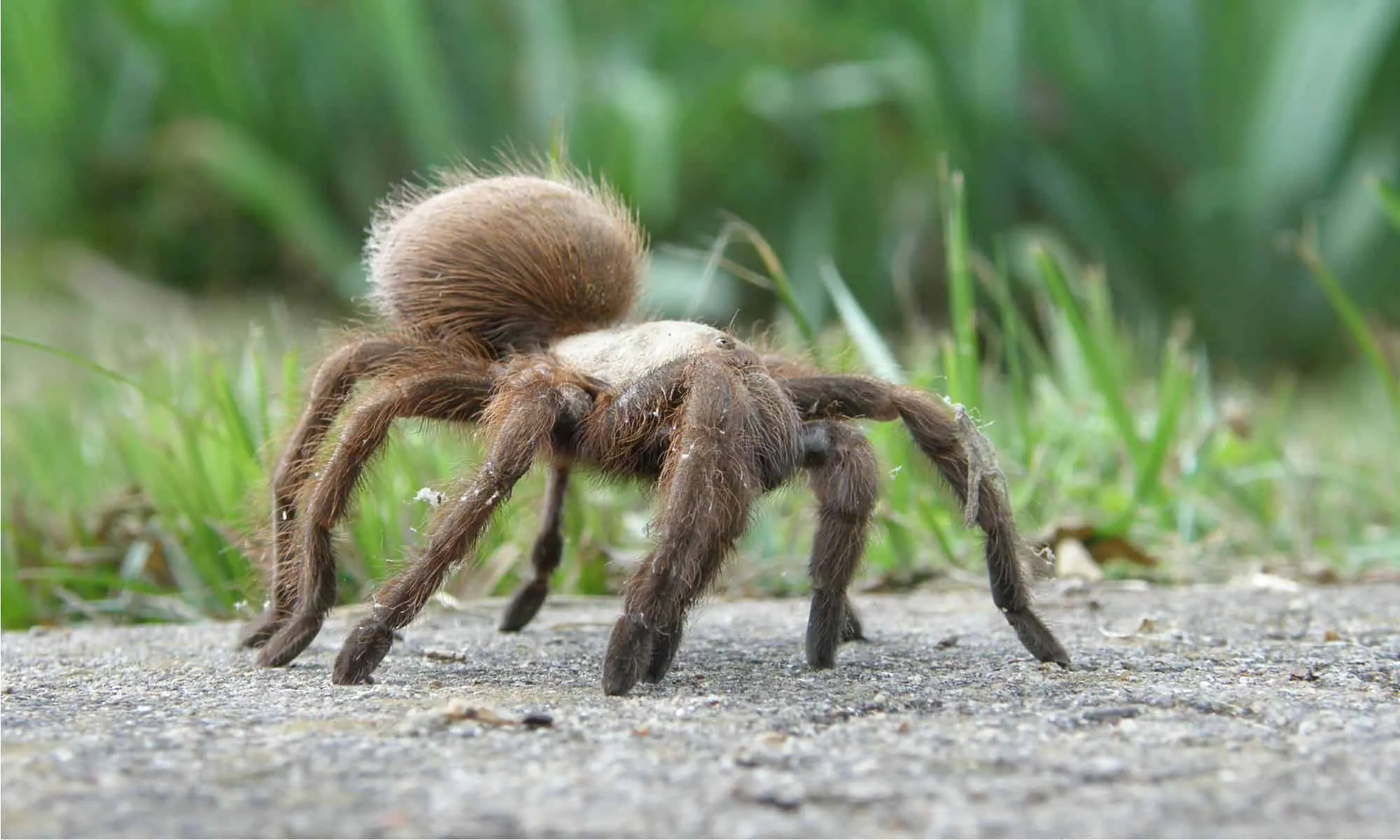 /img/17347-texas-tarantula-venom.webp