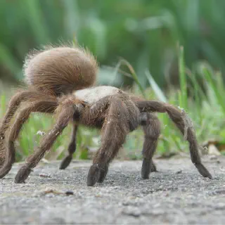 /img/17347-texas-tarantula-venom.webp