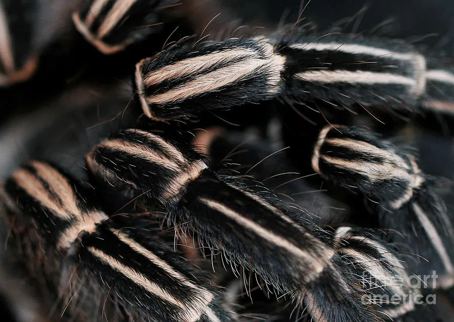 17348 tarantula legs appetite