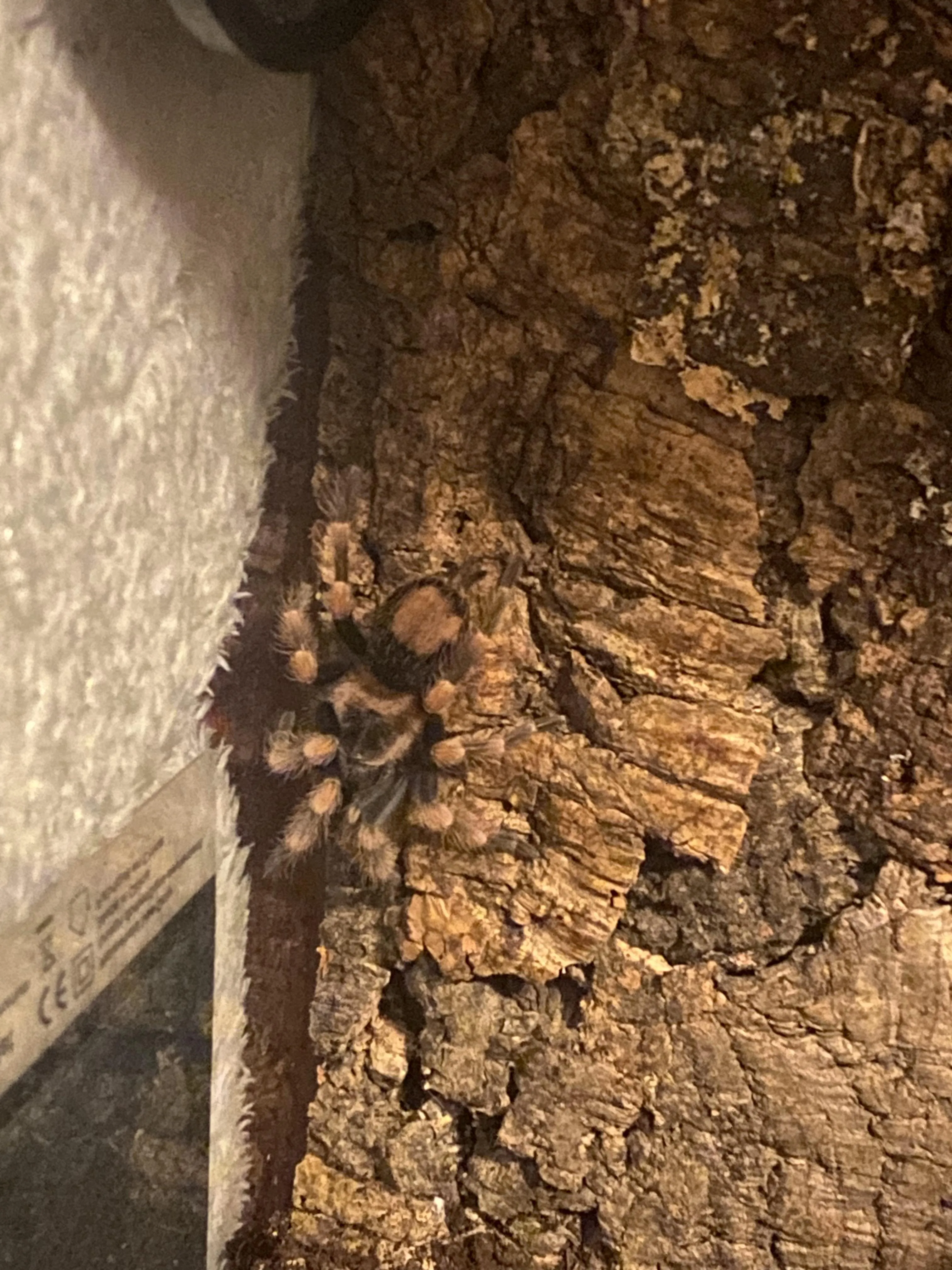 17348 tarantula legs mood
