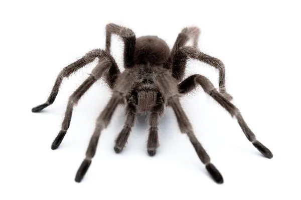 17348 tarantula legs relaxation
