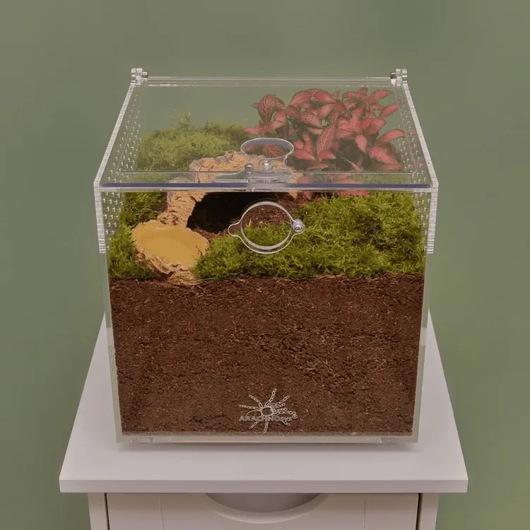 17349 tarantula adult enclosure