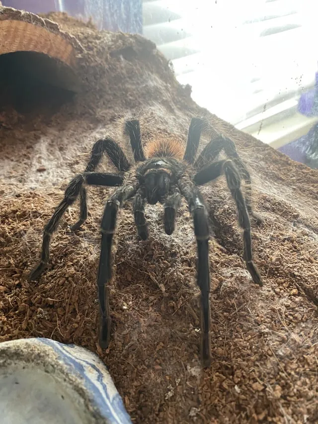 17349 tarantula glass enclosure