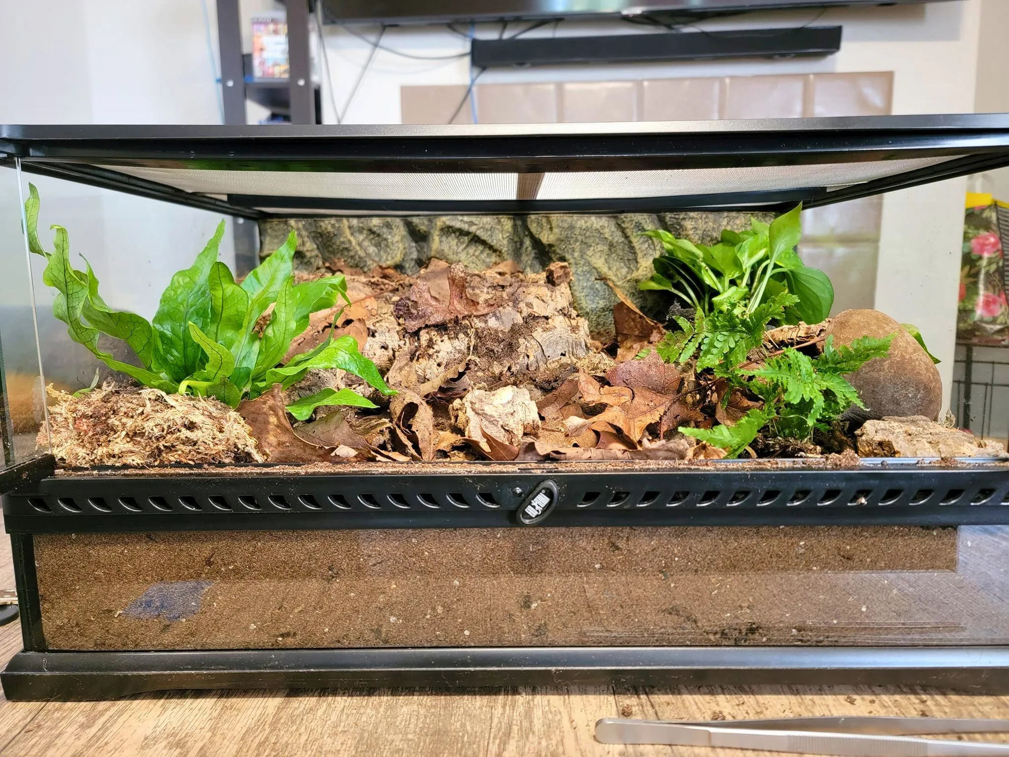 17349 tarantula spiderling enclosure