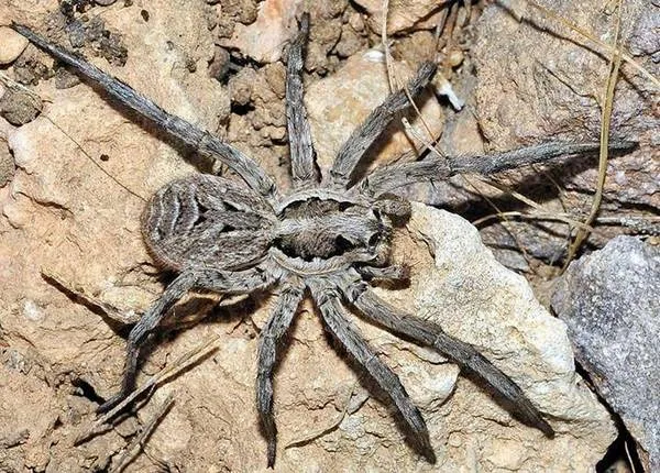 17351 tarantula alimentacion