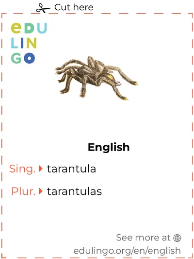 /img/17351-tarantula-ecosistema.webp