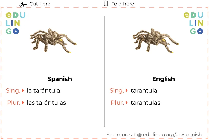 17351 tarantula norteamericana