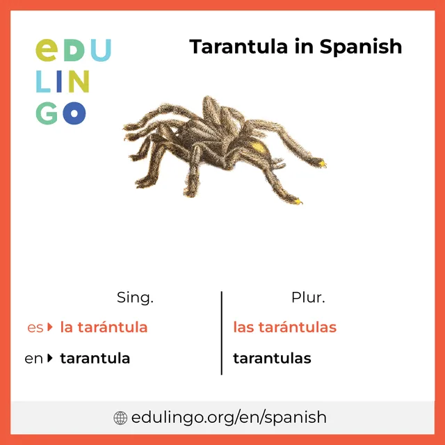 17351 tarantula suramericana