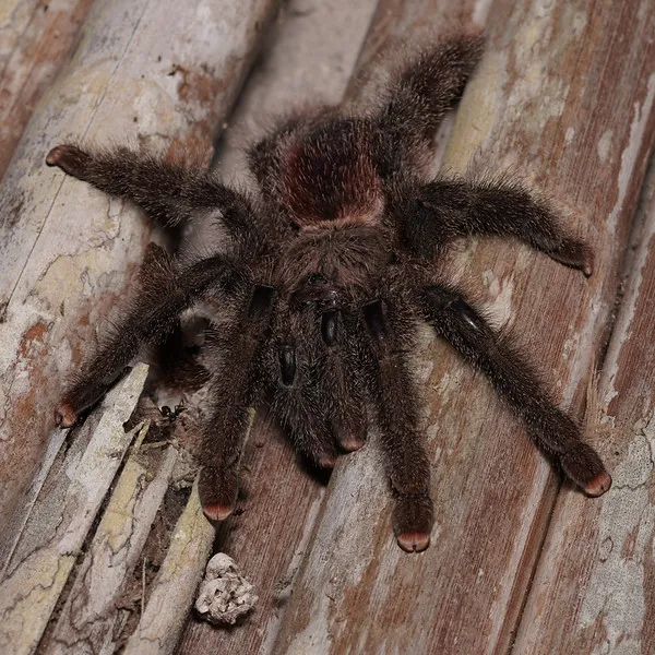 17353 pink toe tarantula handling