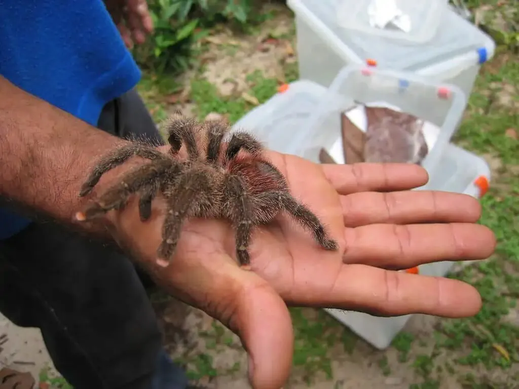 /img/17353-pink-toe-tarantula-water.webp