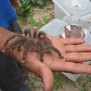 /img/17353-pink-toe-tarantula-water.webp