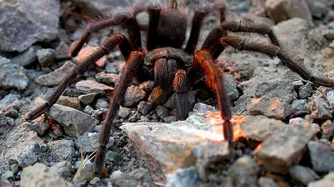 /img/17354-tarantula-island-attack.webp