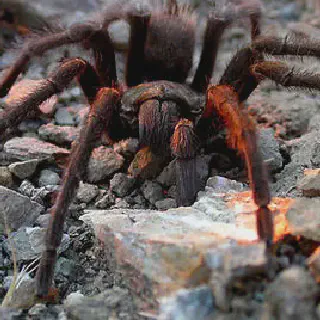 /img/17354-tarantula-island-attack.webp