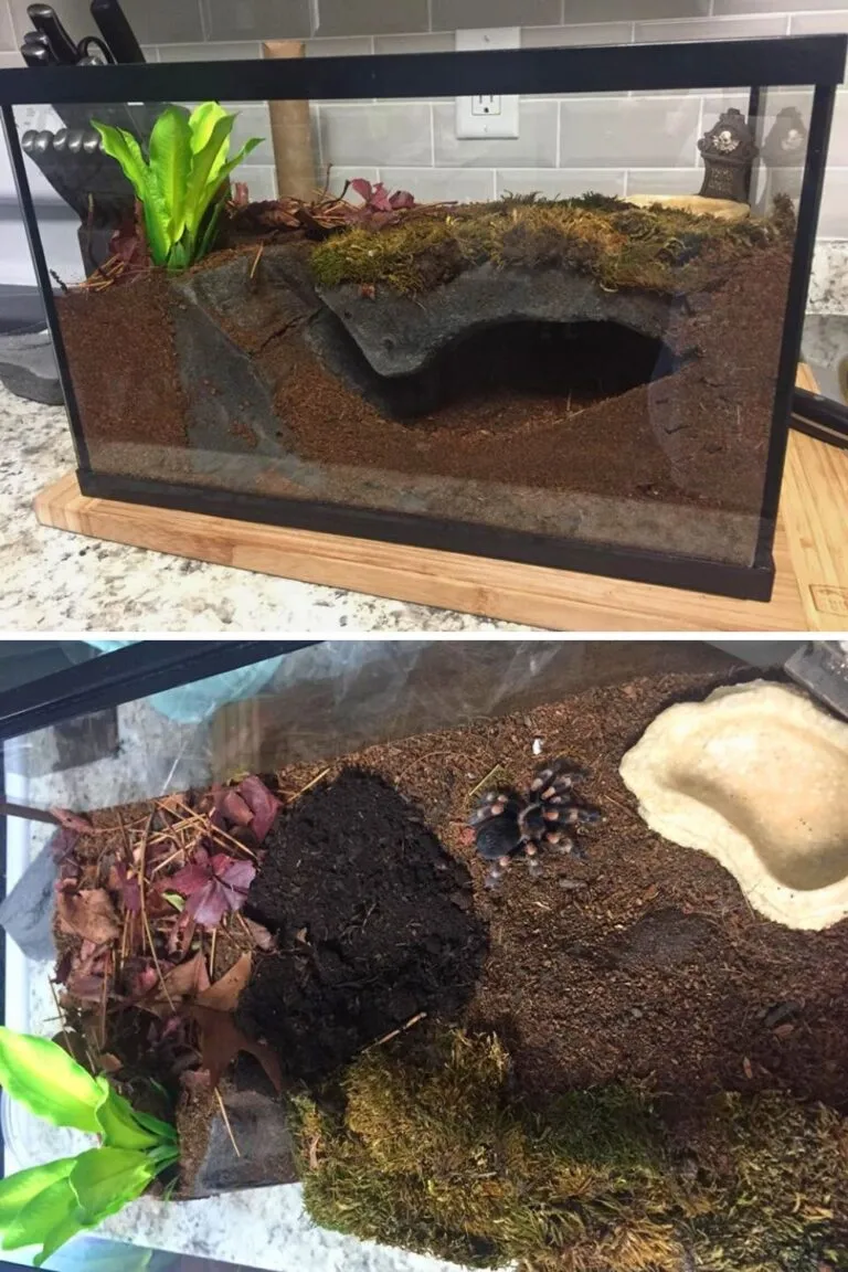 17355 tarantula enclosure substrate