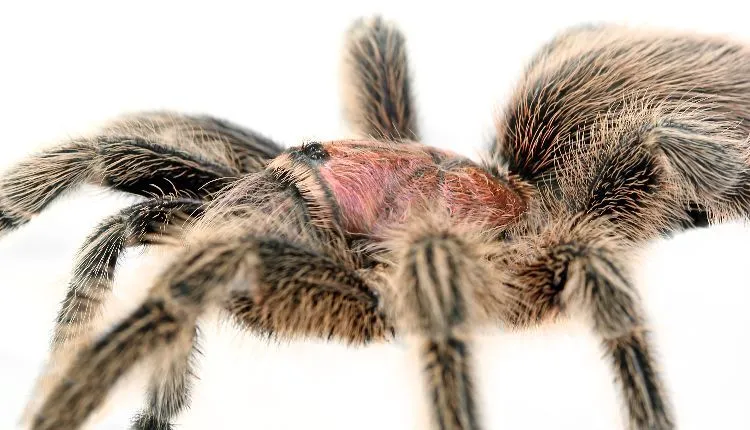 17356 rose hair tarantula enclosure