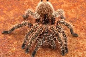 17356 rose hair tarantula feeding