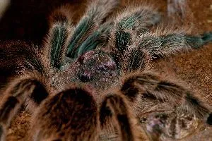 17356 rose hair tarantula habitat