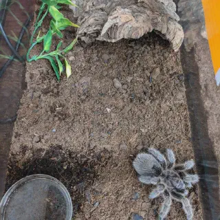 /img/17356-rose-hair-tarantula-handling.webp