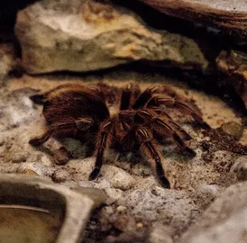 17356 rose hair tarantula health