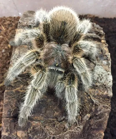 17356 rose hair tarantula overview