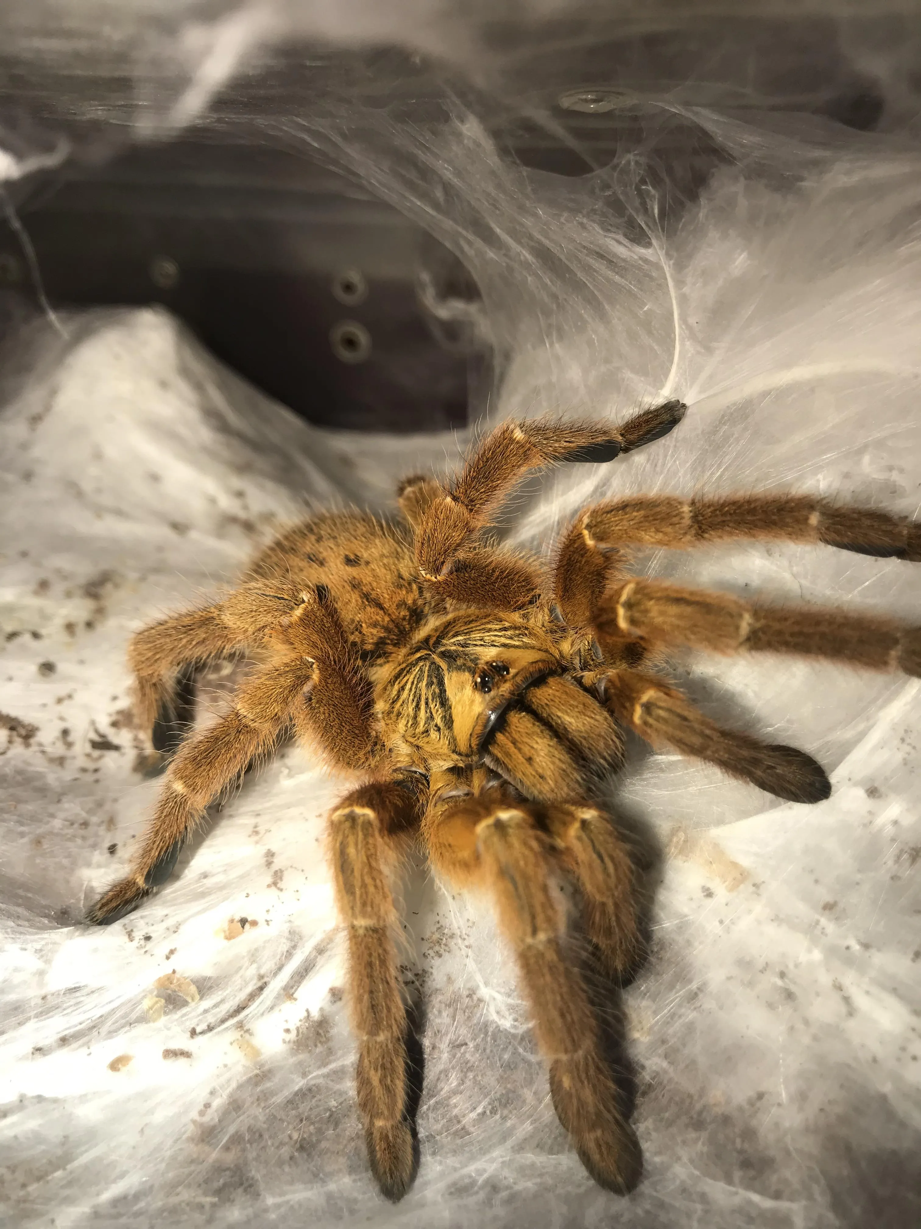 17357 tarantula drone design