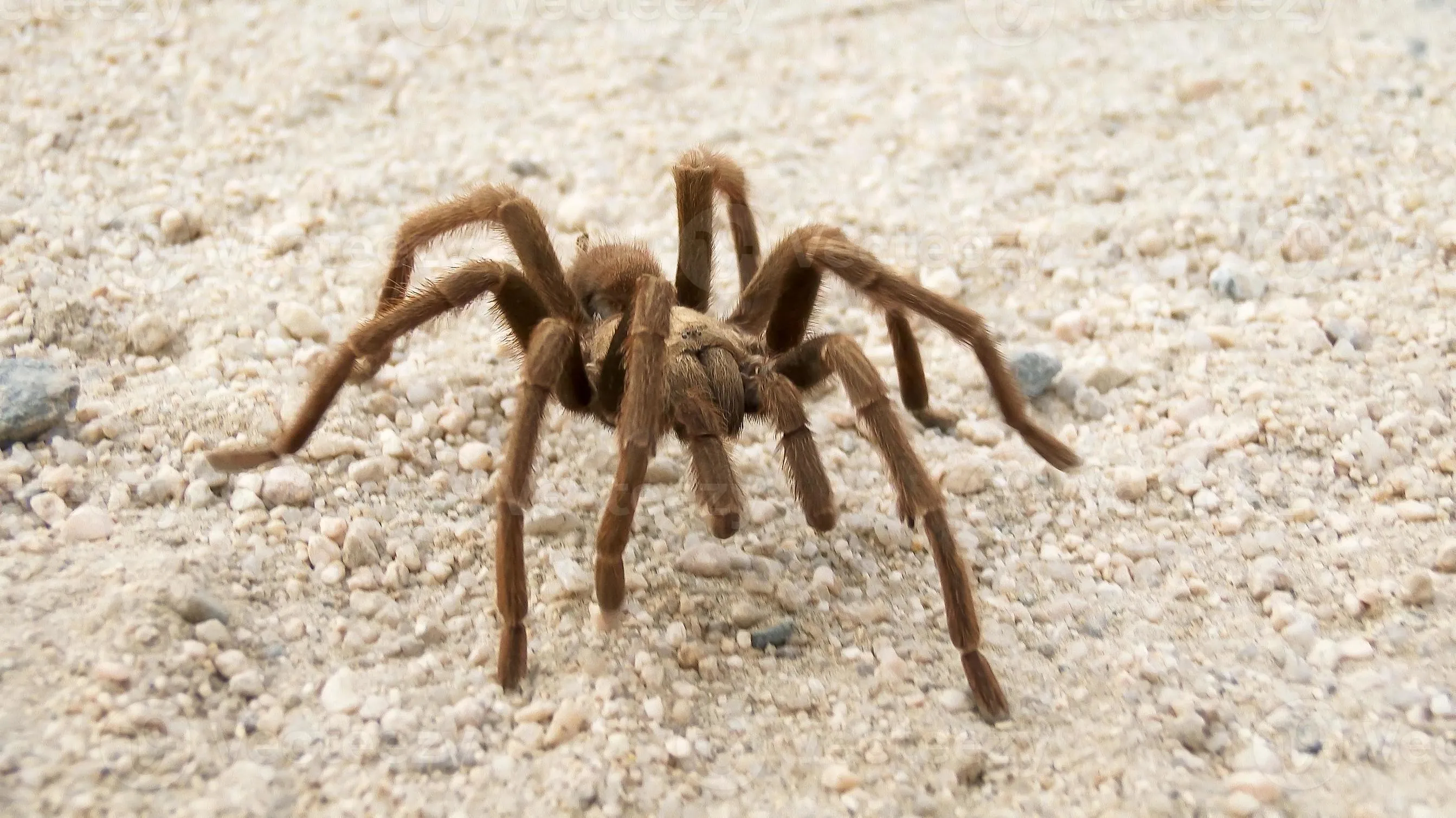 17359 australian desert tarantula appearance