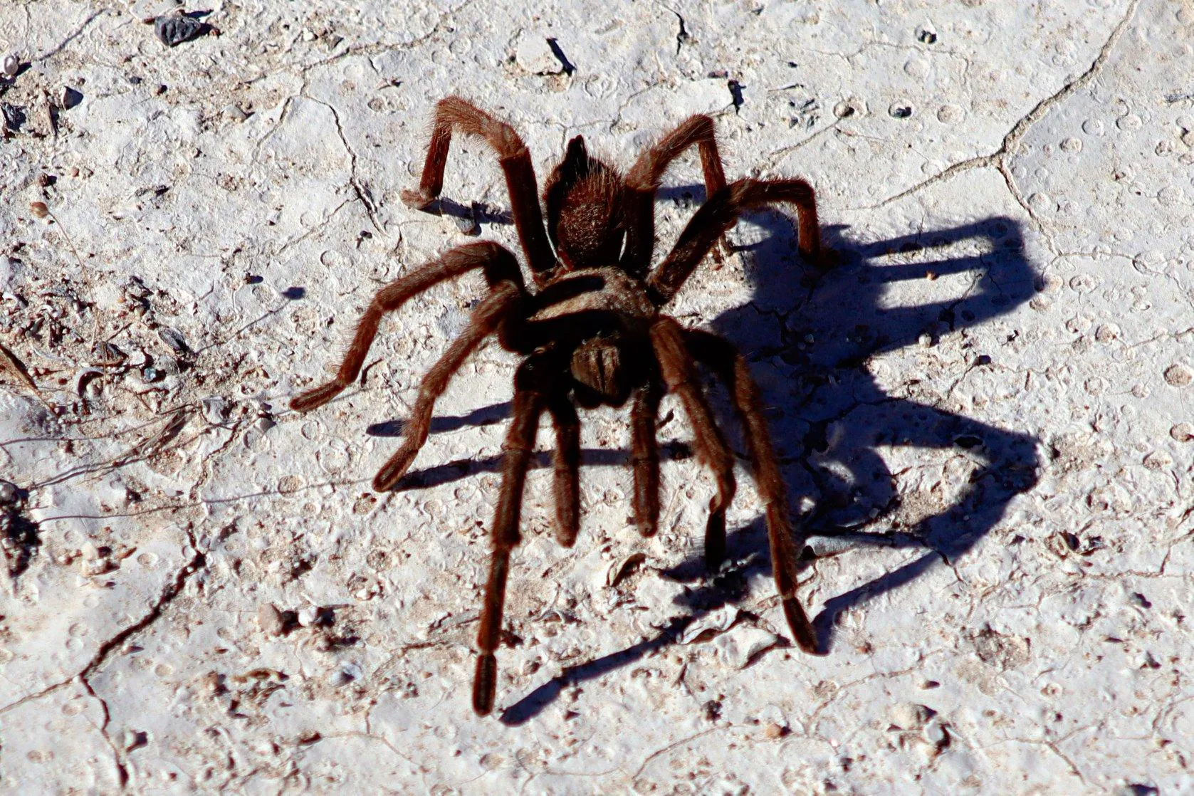 17359 australian desert tarantula burrow
