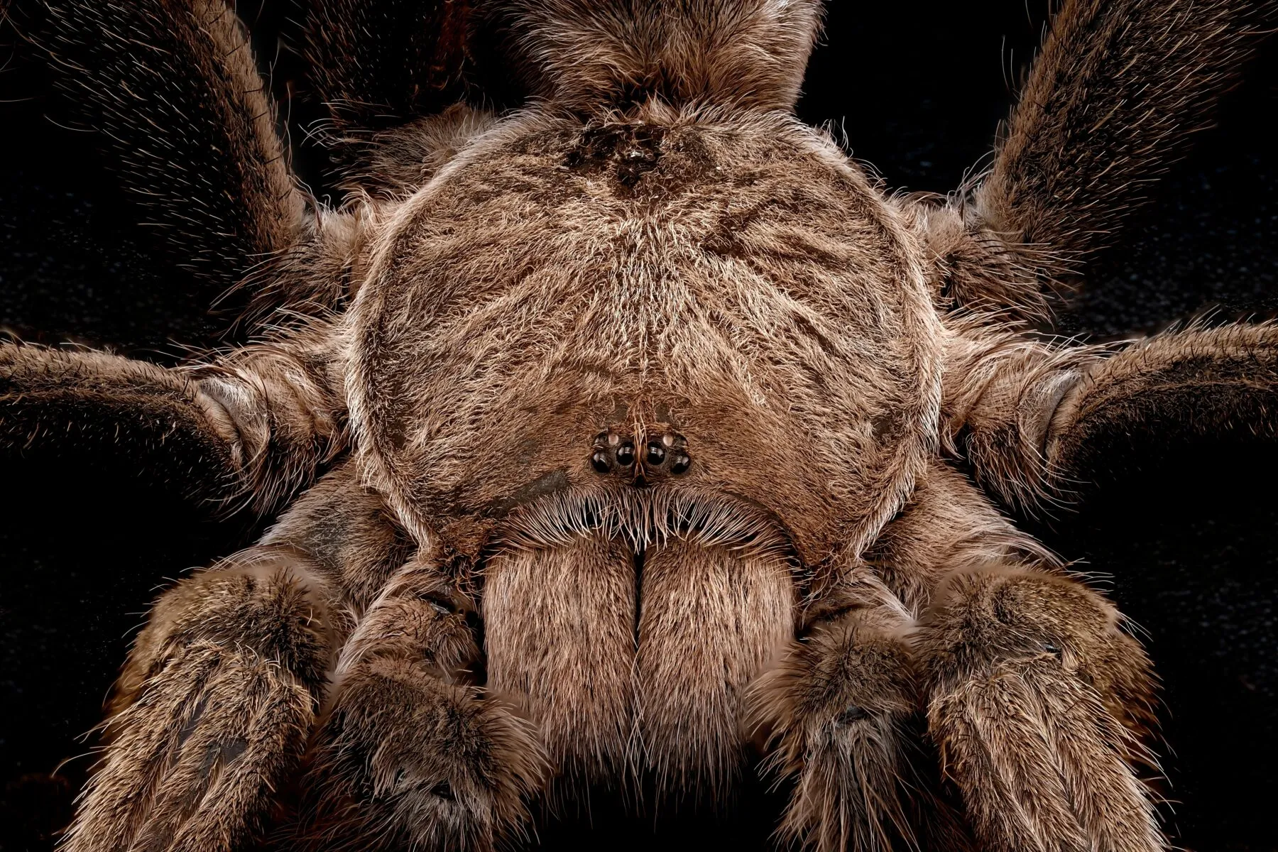 17359 australian desert tarantula color