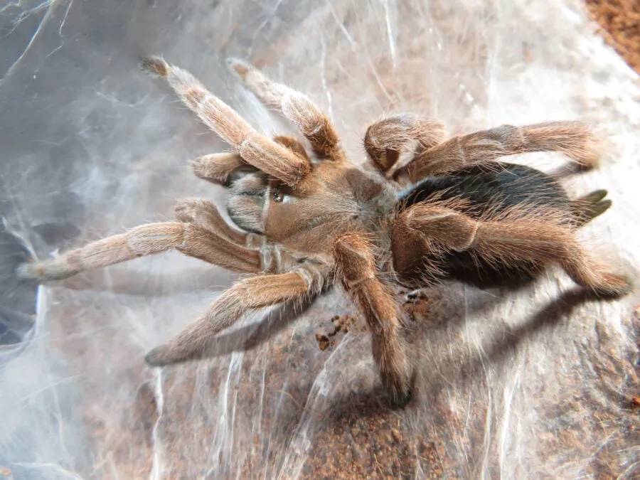 17359 australian desert tarantula equipment