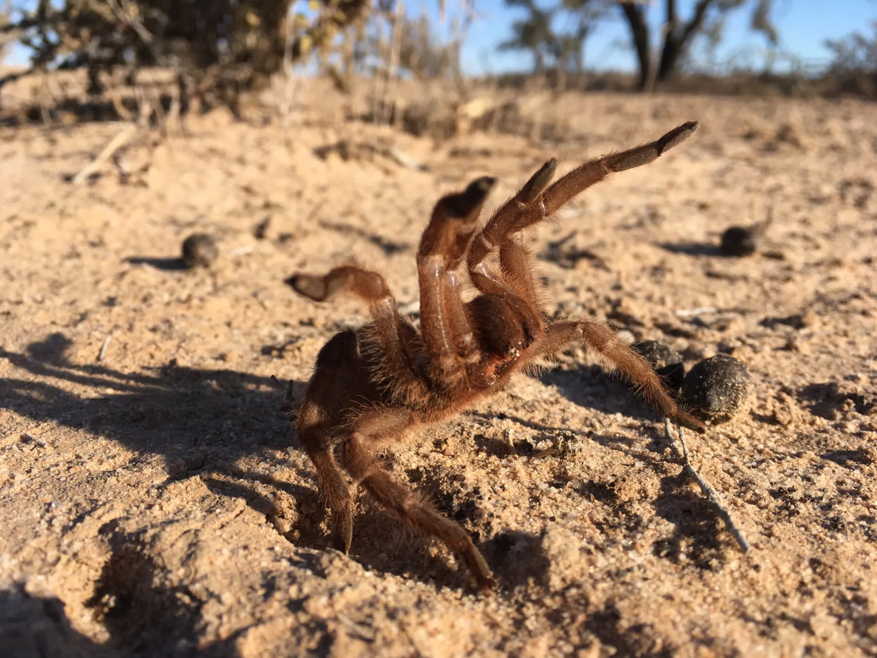 17359 australian desert tarantula hunting