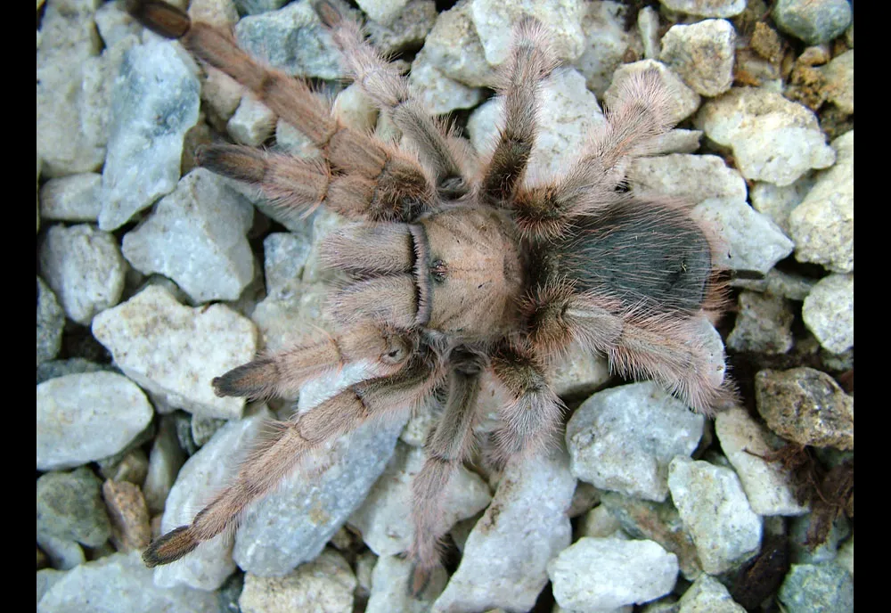 /img/17359-australian-desert-tarantula-safety.webp