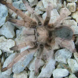 /img/17359-australian-desert-tarantula-safety.webp