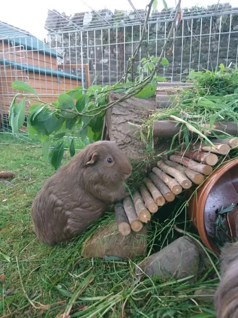 17362 guinea pig cleaning enclosure
