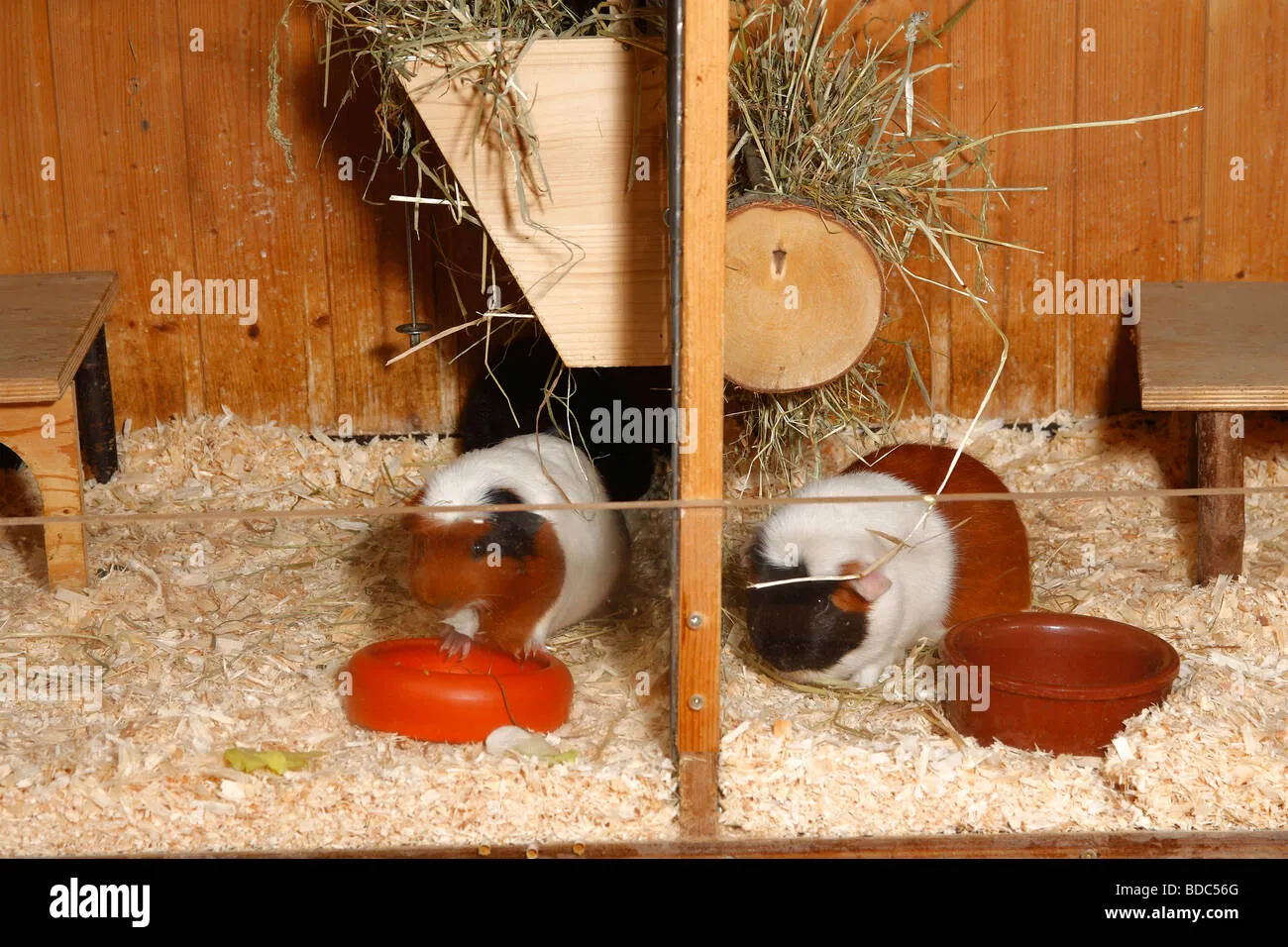 /img/17362-guinea-pig-happy.webp