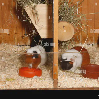 /img/17362-guinea-pig-happy.webp