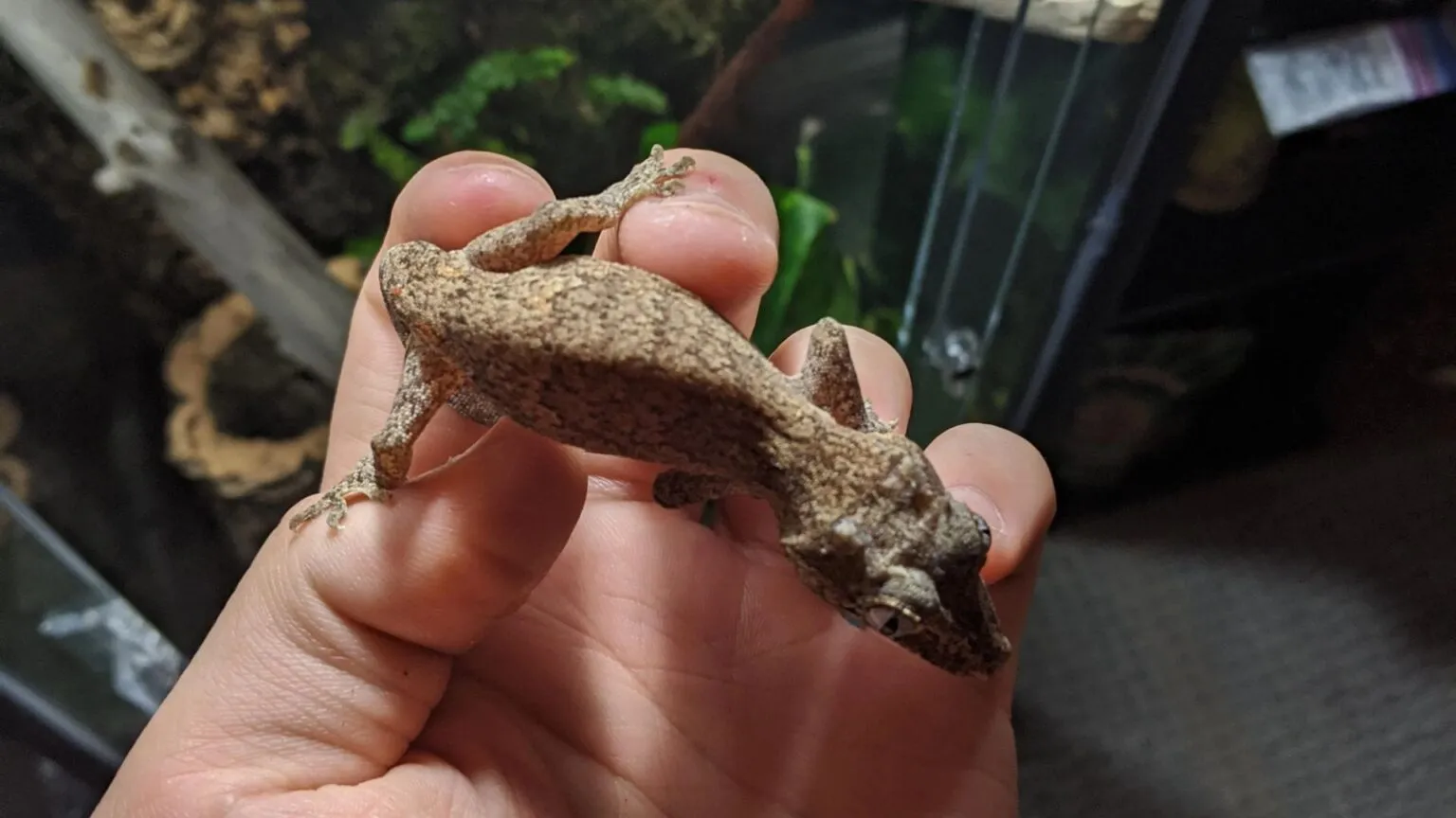 17363 gecko vs tarantula attack strategies