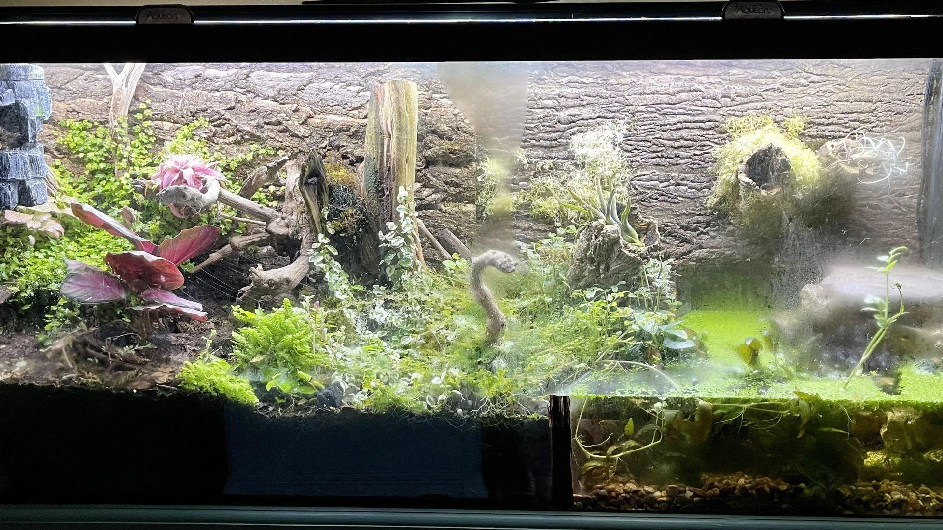 17363 gecko vs tarantula defensive capabilities