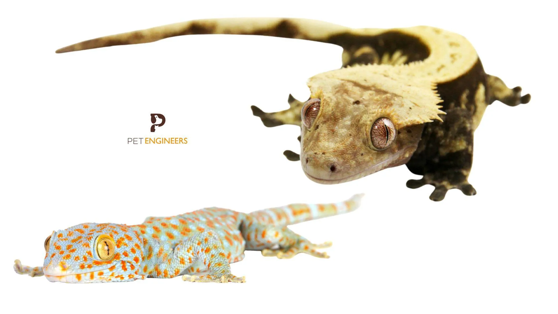 /img/17363-gecko-vs-tarantula-environmental-factors.webp