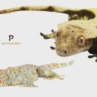 /img/17363-gecko-vs-tarantula-environmental-factors.webp