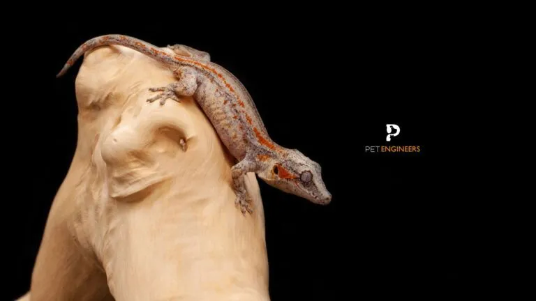 17363 gecko vs tarantula size comparison
