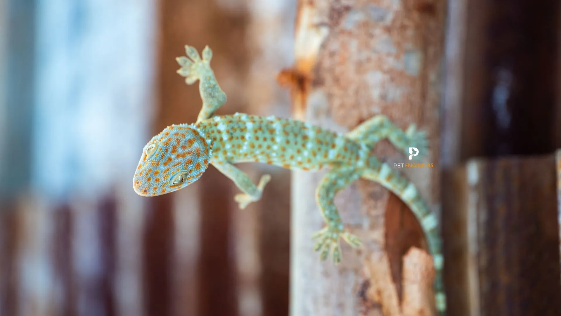 17363 tokay gecko characteristics