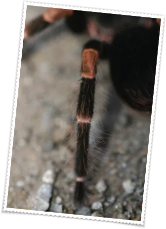 17364 mesomelas tarantula behavior