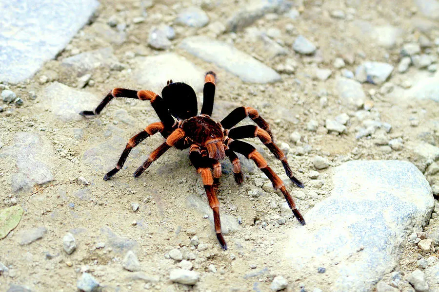 17364 mesomelas tarantula breeding